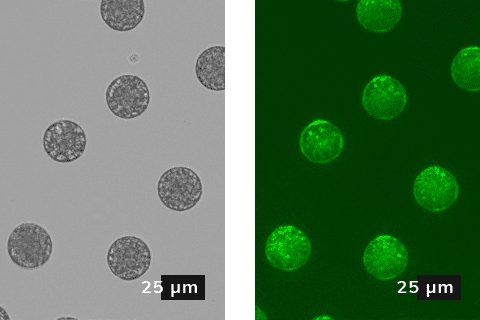 10 - 25 um PLGA dry beads containing water after DCM evaporation (right image - fluorescent light test). First emulsion = 5 ul/min, Aqua Phase = 50 ul/min.
