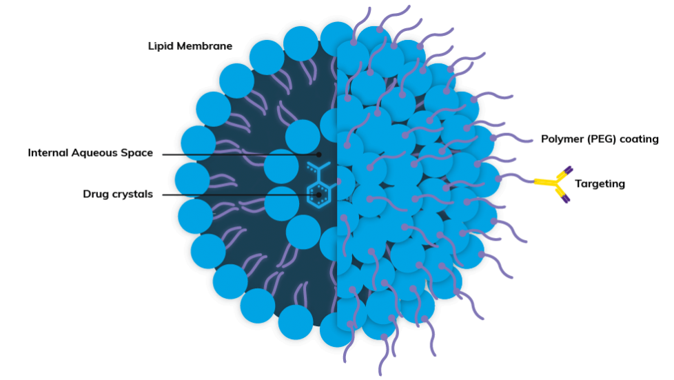 Structure of a liposome